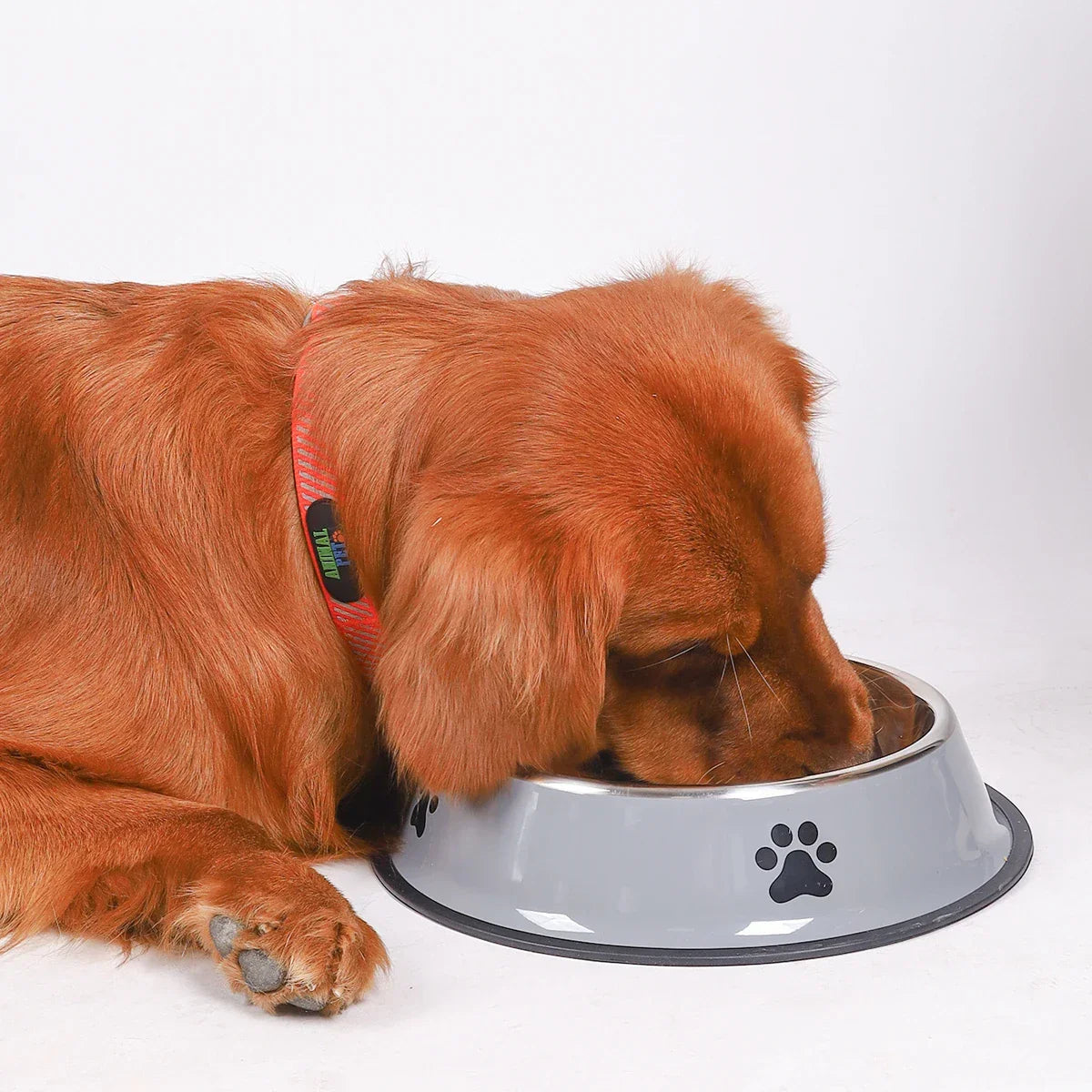 1PC Stainless Steel Pet Bowl Cat Bowl Dog Food Bowl Multi-Specification Anti-fall Food Bowl Food Bowl Feeding Pet Supplies - BarkHatch